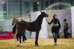 arabhorses-1000 (2 of 29).jpg