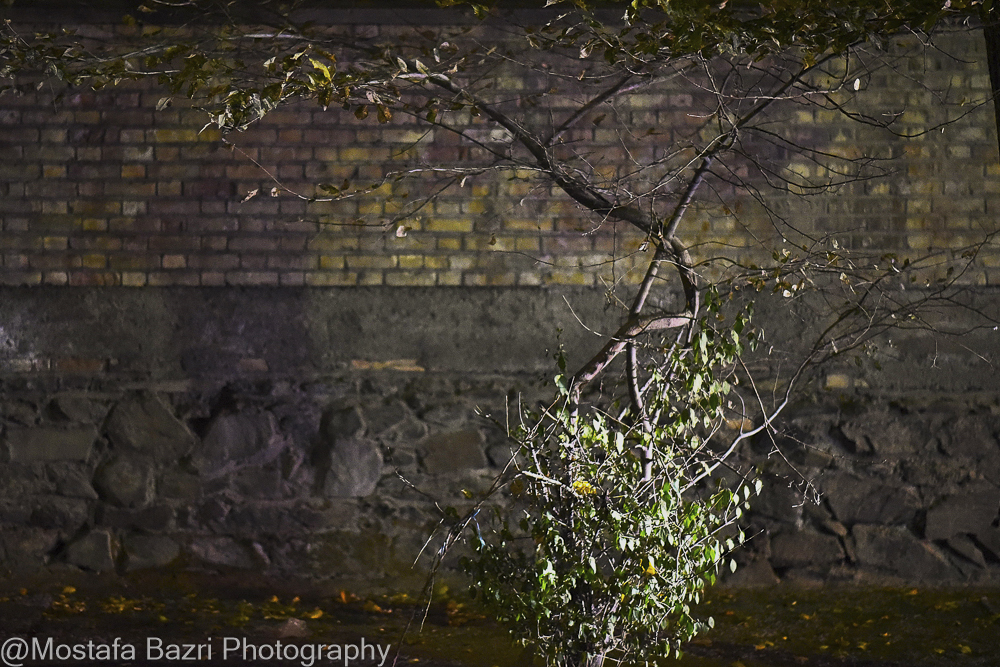 Mostafa Bazri-Aban 1404-1000-.jpg