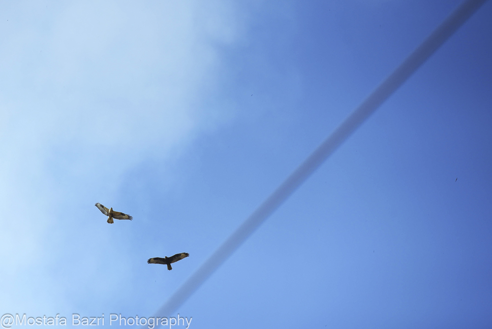 Mostafa Bazri-Aban 1404-1000--2.jpg