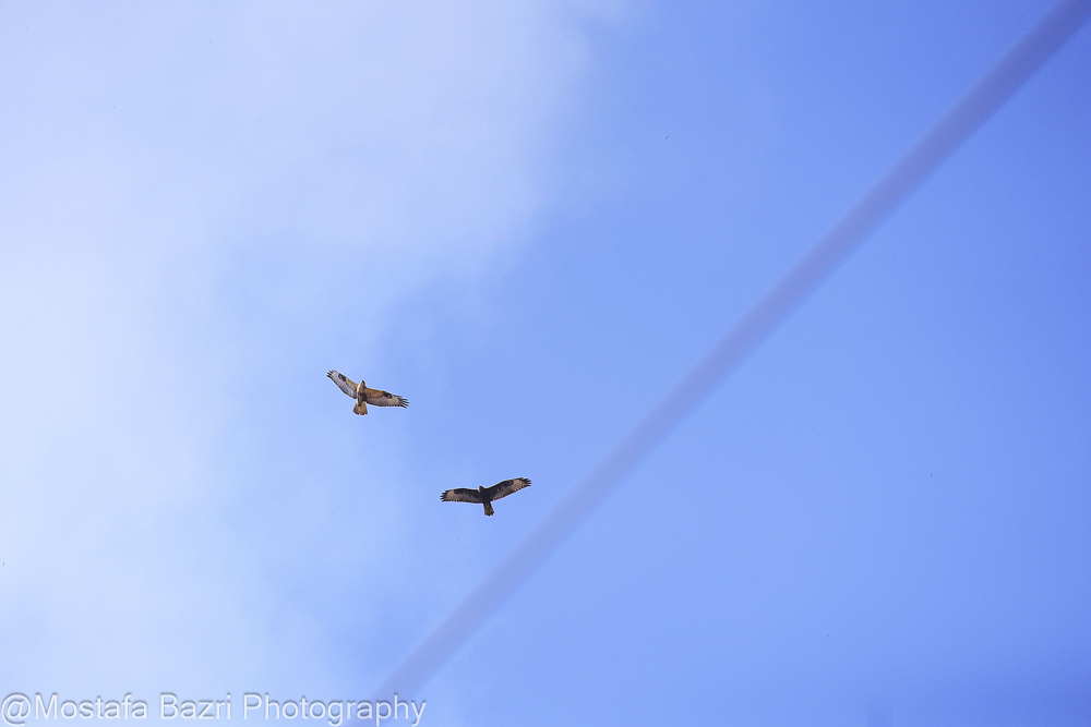 Mostafa Bazri-Aban 1404-1000-8521.jpg