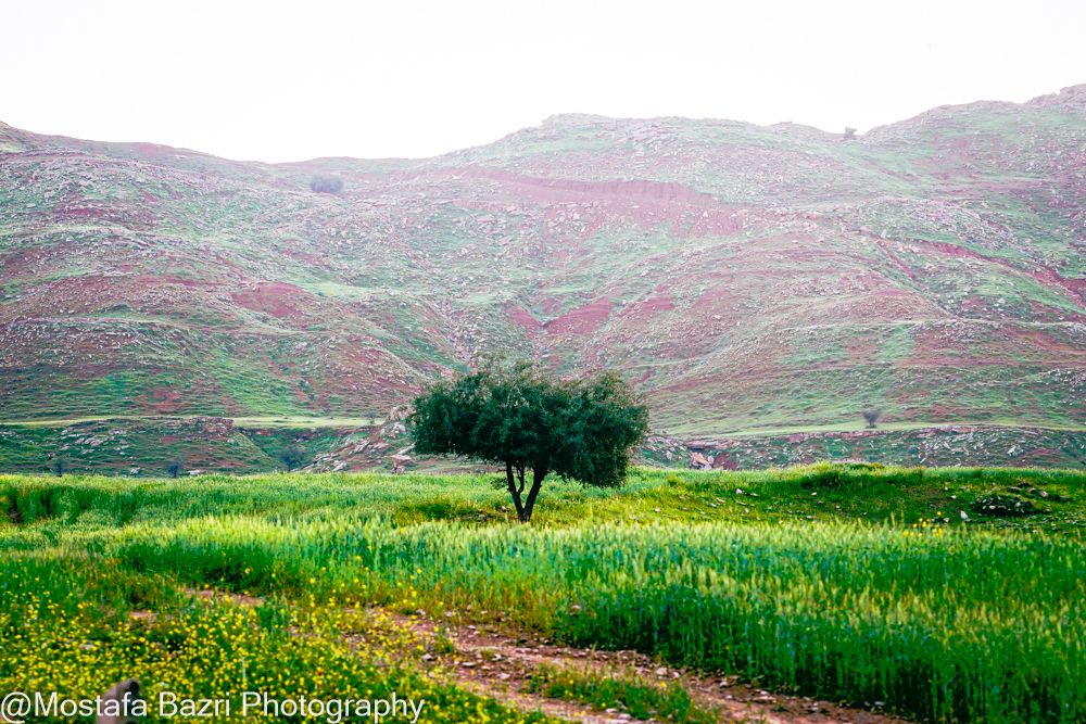 Khouzestan 1-1405-1000-59.jpg