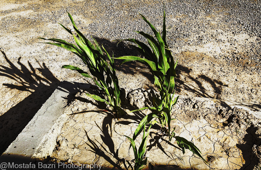 Mostafa Bazri-Aban 1404-1000-3.jpg