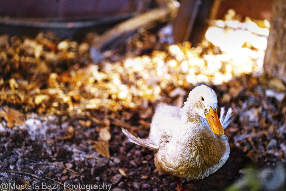 Mostafa Bazri-Aban 1404-1000-1.jpg