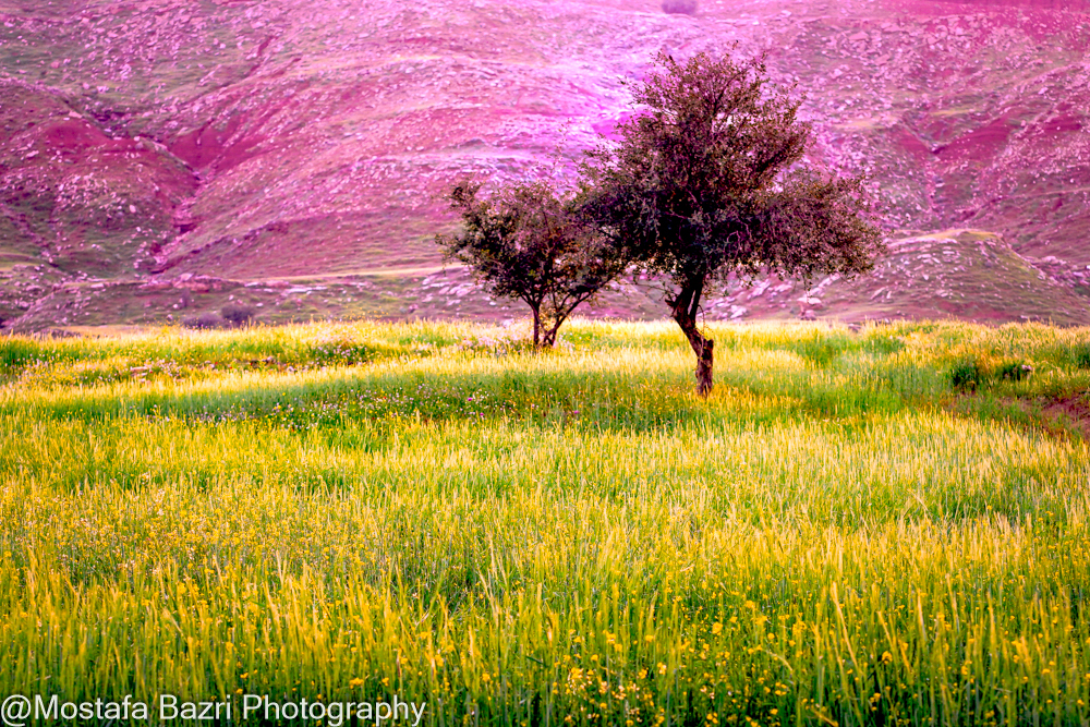 Khouzestan 1-1405-1000-63.jpg