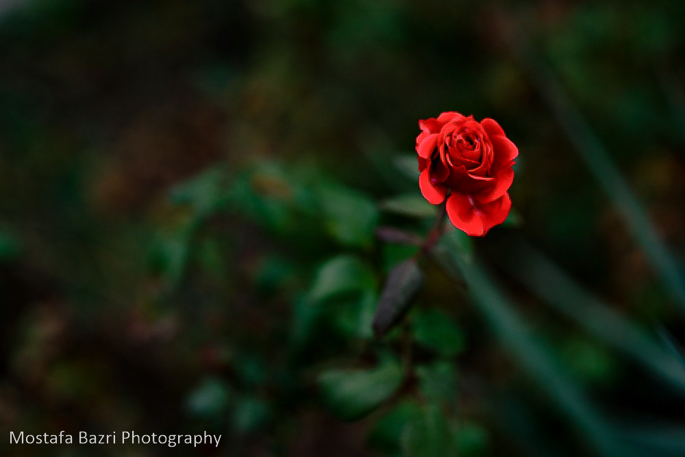 CAFEISTGAH PORTRAIT-1000-1-33.jpg