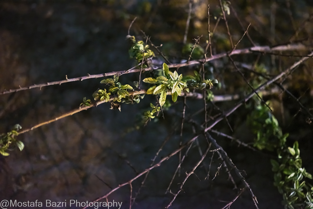 N-Mostafa Bazri-Aban 1404-1000 Night-44.jpg